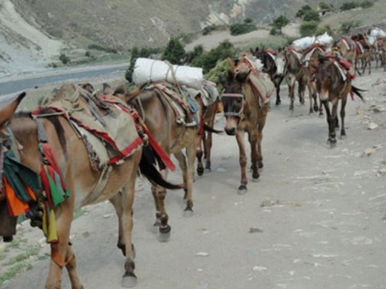 खच्चडको भरमा खाद्यान्न ढुवानी